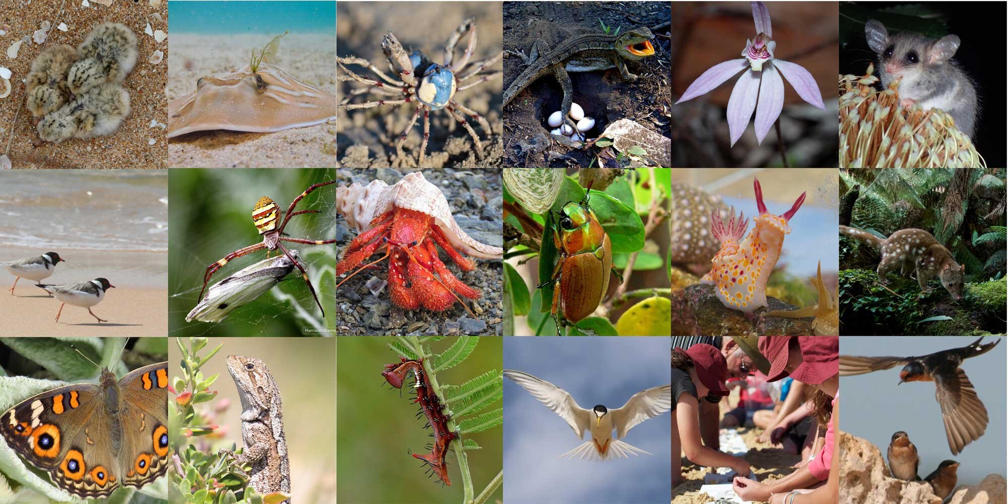 Biodiversiy of the Atlas of Life Sapphire Coast, NSW.