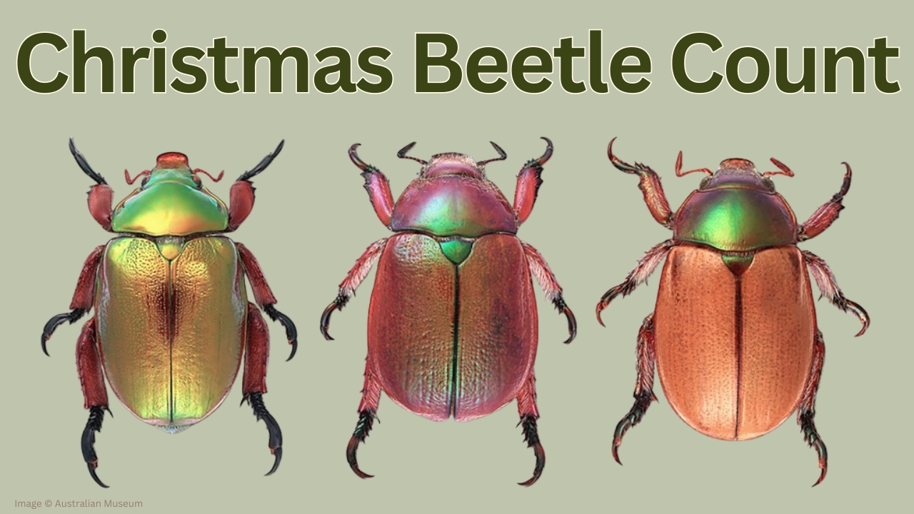 Christmas Beetle Count graphic
